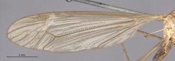 Media type: image;   Entomology 10282 Aspect: Wing front